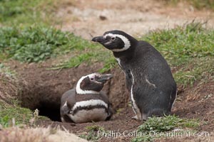 Magellanic penguins, in grasslands at the opening of their underground burrow.  Magellanic penguins can grow to 30" tall, 14 lbs and live over 25 years.  They feed in the water, preying on cuttlefish, sardines, squid, krill, and other crustaceans, Spheniscus magellanicus, New Island