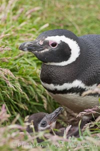 Magellanic penguin, adult and chick, in grasslands at the opening of their underground burrow.  Magellanic penguins can grow to 30" tall, 14 lbs and live over 25 years.  They feed in the water, preying on cuttlefish, sardines, squid, krill, and other crustaceans, Spheniscus magellanicus, New Island