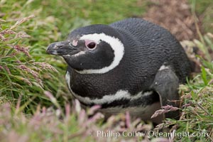 Magellanic penguin, adult and chick, in grasslands at the opening of their underground burrow.  Magellanic penguins can grow to 30" tall, 14 lbs and live over 25 years.  They feed in the water, preying on cuttlefish, sardines, squid, krill, and other crustaceans, Spheniscus magellanicus, New Island