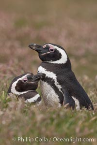 Magellanic penguins, in grasslands at the opening of their underground burrow.  Magellanic penguins can grow to 30" tall, 14 lbs and live over 25 years.  They feed in the water, preying on cuttlefish, sardines, squid, krill, and other crustaceans, Spheniscus magellanicus, New Island