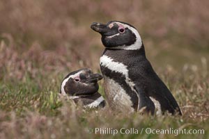 Magellanic penguins, in grasslands at the opening of their underground burrow.  Magellanic penguins can grow to 30" tall, 14 lbs and live over 25 years.  They feed in the water, preying on cuttlefish, sardines, squid, krill, and other crustaceans, Spheniscus magellanicus, New Island