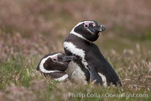 Magellanic penguins, in grasslands at the opening of their underground burrow.  Magellanic penguins can grow to 30" tall, 14 lbs and live over 25 years.  They feed in the water, preying on cuttlefish, sardines, squid, krill, and other crustaceans, Spheniscus magellanicus, New Island