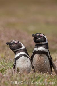 Magellanic penguins, in grasslands at the opening of their underground burrow.  Magellanic penguins can grow to 30" tall, 14 lbs and live over 25 years.  They feed in the water, preying on cuttlefish, sardines, squid, krill, and other crustaceans, Spheniscus magellanicus, New Island