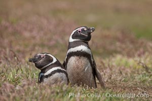 Magellanic penguins, in grasslands at the opening of their underground burrow.  Magellanic penguins can grow to 30" tall, 14 lbs and live over 25 years.  They feed in the water, preying on cuttlefish, sardines, squid, krill, and other crustaceans, Spheniscus magellanicus, New Island