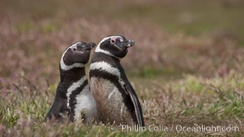 Magellanic penguins, in grasslands at the opening of their underground burrow.  Magellanic penguins can grow to 30" tall, 14 lbs and live over 25 years.  They feed in the water, preying on cuttlefish, sardines, squid, krill, and other crustaceans, Spheniscus magellanicus, New Island