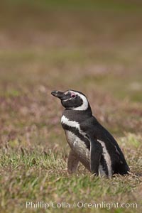 Magellanic penguin, in grasslands at the opening of their underground burrow.  Magellanic penguins can grow to 30" tall, 14 lbs and live over 25 years.  They feed in the water, preying on cuttlefish, sardines, squid, krill, and other crustaceans, Spheniscus magellanicus, New Island