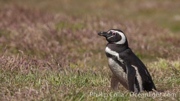 Magellanic penguin, in grasslands at the opening of their underground burrow.  Magellanic penguins can grow to 30" tall, 14 lbs and live over 25 years.  They feed in the water, preying on cuttlefish, sardines, squid, krill, and other crustaceans, Spheniscus magellanicus, New Island