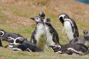 Magellanic penguins, in grasslands at the opening of their underground burrow.  Magellanic penguins can grow to 30" tall, 14 lbs and live over 25 years.  They feed in the water, preying on cuttlefish, sardines, squid, krill, and other crustaceans, Spheniscus magellanicus, New Island