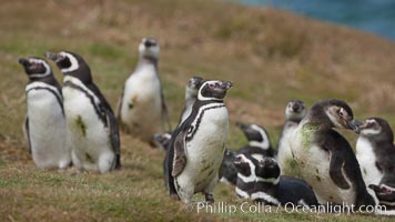 Magellanic penguins, in grasslands at the opening of their underground burrow.  Magellanic penguins can grow to 30" tall, 14 lbs and live over 25 years.  They feed in the water, preying on cuttlefish, sardines, squid, krill, and other crustaceans, Spheniscus magellanicus, New Island