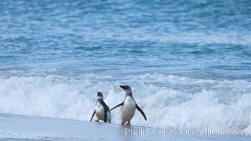 Magellanic penguins, coming ashore on a sandy beach.  Magellanic penguins can grow to 30" tall, 14 lbs and live over 25 years.  They feed in the water, preying on cuttlefish, sardines, squid, krill, and other crustaceans, Spheniscus magellanicus, New Island