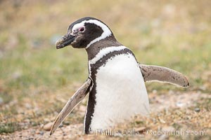 Magellanic penguin, Spheniscus magellanicus, Patagonia, Spheniscus magellanicus, Puerto Piramides, Chubut, Argentina