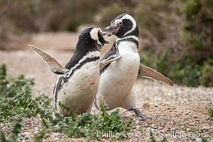 Magellanic penguin, Spheniscus magellanicus, Patagonia, Spheniscus magellanicus, Puerto Piramides, Chubut, Argentina
