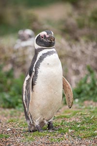 Magellanic penguin, Spheniscus magellanicus, Patagonia, Spheniscus magellanicus, Puerto Piramides, Chubut, Argentina