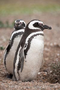 Magellanic penguin, Spheniscus magellanicus, Patagonia, Spheniscus magellanicus, Puerto Piramides, Chubut, Argentina