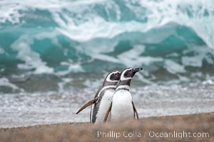 Magellanic penguin, Spheniscus magellanicus, Patagonia, Spheniscus magellanicus, Puerto Piramides, Chubut, Argentina