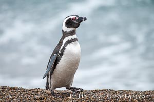 Magellanic penguin, Spheniscus magellanicus, Patagonia, Spheniscus magellanicus, Puerto Piramides, Chubut, Argentina