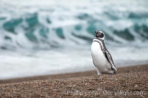 Magellanic penguin, Spheniscus magellanicus, Patagonia, Spheniscus magellanicus, Puerto Piramides, Chubut, Argentina