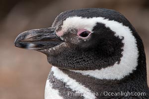 Magellanic penguin, Spheniscus magellanicus, Patagonia, Spheniscus magellanicus, Puerto Piramides, Chubut, Argentina