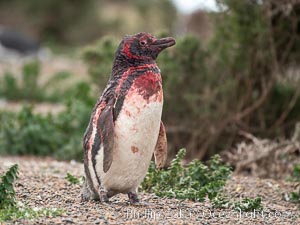 Magellanic penguin, bloodied following a fight with another male to defend its burrow, Spheniscus magellanicus, Patagonia, Spheniscus magellanicus, Puerto Piramides, Chubut, Argentina