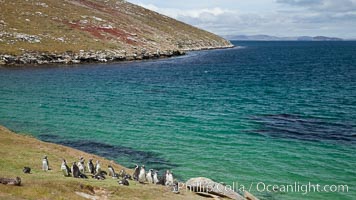 Magellanic penguins, grouped along the edge of grasslands above the ocean, Spheniscus magellanicus, New Island