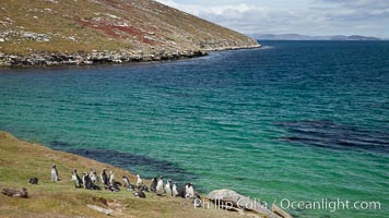 Magellanic penguins, grouped along the edge of grasslands above the ocean, Spheniscus magellanicus, New Island