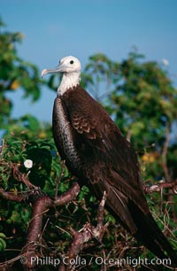 Magnificent frigatebird (note blue eye ring), juvenile, Fregata magnificens, North Seymour Island