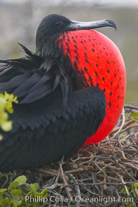Magnificent frigatebird, adult male on nest, with throat pouch inflated, a courtship display to attract females.