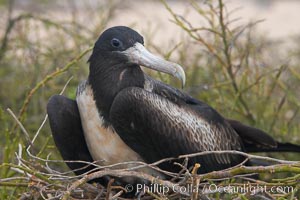 Magnificent frigatebird, adult female on nest, Fregata magnificens, Galapagos Islands.