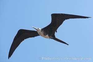 Magnificent frigatebird, juvenile, in flight.  North Seymour Island, Fregata magnificens