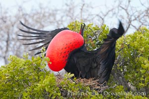 Magnificent frigatebird, adult male on nest, with raised wings and throat pouch inflated in a courtship display to attract females, Fregata magnificens, North Seymour Island