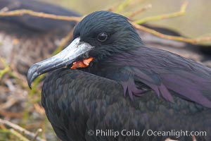 Magnificent frigatebird, adult male showing purple iridescense on scapular feathers, Fregata magnificens, North Seymour Island