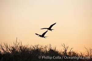 Magnificent frigatebirds in flight. Isla Lobos (near San Cristobal Island), Fregata magnificens