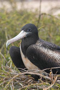 Magnificent frigatebird, adult female on nest, Fregata magnificens, North Seymour Island