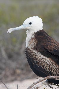 Magnificent frigatebird, juvenile on nest, blue eye ring identifies species, Fregata magnificens, North Seymour Island