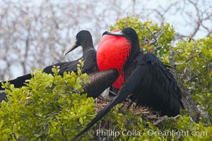 Magnificent frigatebird, adult male (right) and adult female (left), on nest, male with raised wings and throat pouch inflated in a courtship display to attract females, Fregata magnificens, North Seymour Island