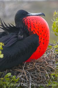 Magnificent frigatebird, adult male on nest, with throat pouch inflated, a courtship display to attract females, Fregata magnificens, North Seymour Island