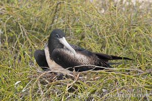 Magnificent frigatebird, adult female on nest, Fregata magnificens, North Seymour Island