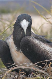 Magnificent frigatebird, adult female on nest, Fregata magnificens, North Seymour Island