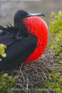 Magnificent frigatebird, adult male on nest, with throat pouch inflated, a courtship display to attract females, Fregata magnificens, North Seymour Island