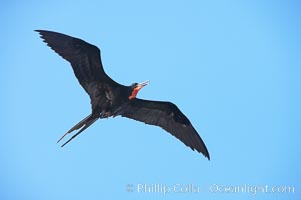 Magnificent frigatebird, adult male in flight, Fregata magnificens, Wolf Island