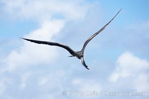 Magnificent frigatebird in flight carries fish in beak, Fregata magnificens, Darwin Island