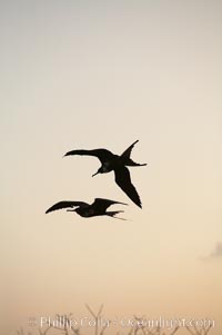 Magnificent frigatebirds in flight. Isla Lobos (near San Cristobal Island), Fregata magnificens