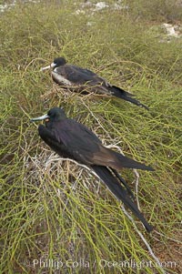 Magnificent frigatebird, adult male (foreground) and adult female (background), purple iridescense on scapular feathers of male identifies species, Fregata magnificens, North Seymour Island