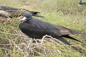 Magnificent frigatebird, adult male showing purple iridescense on scapular feathers, Fregata magnificens, North Seymour Island