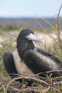 Magnificent frigatebird, adult female on nest, Fregata magnificens, North Seymour Island