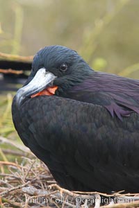 Magnificent frigatebird, adult male showing purple iridescense on scapular feathers, Fregata magnificens, North Seymour Island