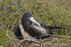 Magnificent frigatebird, adult female on nest, Fregata magnificens, North Seymour Island