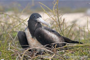 Magnificent frigatebird, adult female on nest. North Seymour Island, Galapagos Islands, Ecuador, Fregata magnificens, natural history stock photograph, photo id 16752