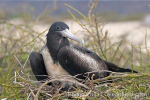 Magnificent frigatebird, adult female on nest, Fregata magnificens, North Seymour Island