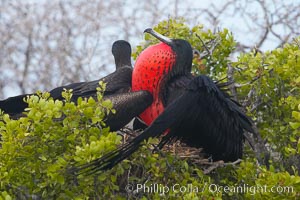 Magnificent frigatebird, adult male (right) and adult female (left), on nest, male with raised wings and throat pouch inflated in a courtship display to attract females, Fregata magnificens, North Seymour Island